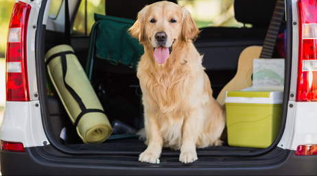 dog in back of car